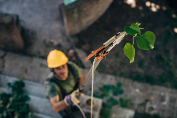 Leaf Removal in Ephrata, PA