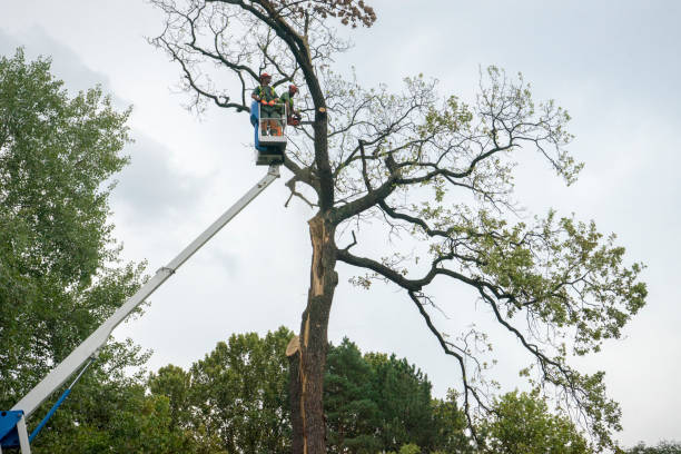 Best Leaf Removal  in Ephrata, PA