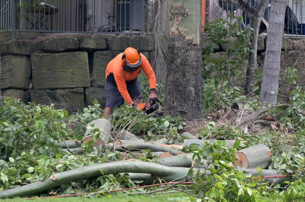 Best Root Management and Removal  in Ephrata, PA